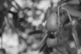 preview bw
