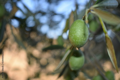 image to crop
