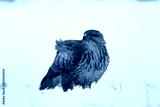 preview cold