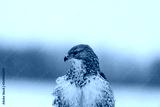 preview cold