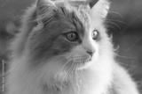 preview bw