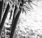 preview bw