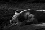 preview bw
