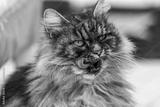preview bw