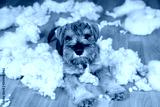 preview cold