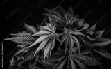 preview bw