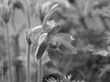 preview bw