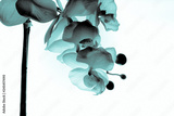 preview original