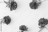 preview bw