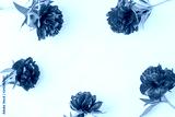 preview cold