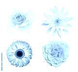 preview cold
