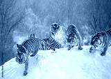 preview cold