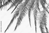 preview bw