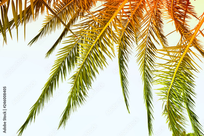 image to crop