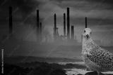 preview bw