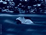 preview cold