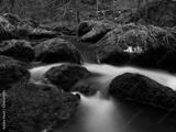 preview bw