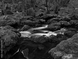 preview bw