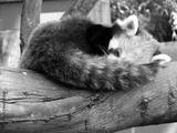 preview bw
