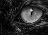 preview bw