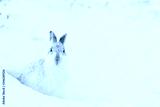 preview cold