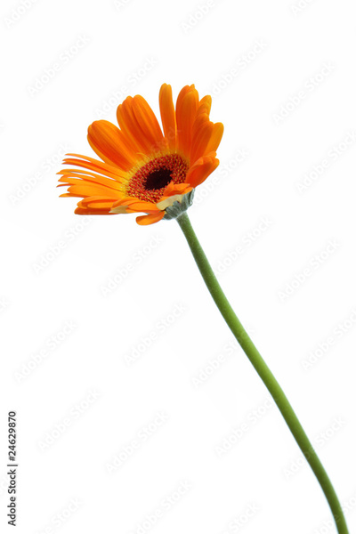 image to crop