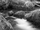 preview bw