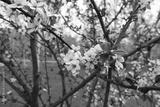 preview bw