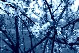 preview cold