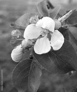preview bw