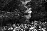 preview bw