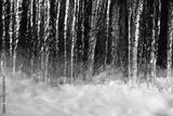 preview bw
