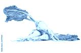 preview cold