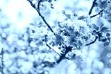 preview cold