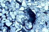 preview cold