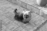 preview bw