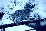 preview cold