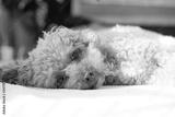 preview bw