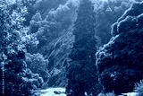 preview cold