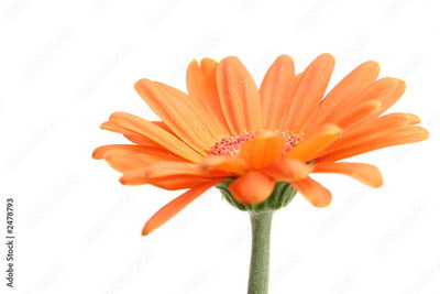 image to crop