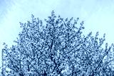 preview cold