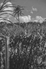 preview bw
