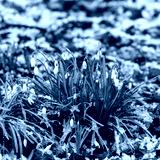 preview cold