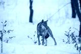 preview cold