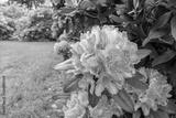 preview bw