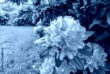 preview cold