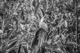 preview bw