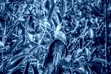 preview cold