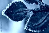 preview cold