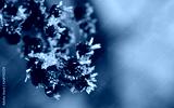 preview cold